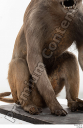 Arm Monkey Animal photo references